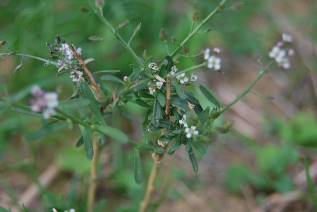 Lepidium graminifolium / Lepidio graminifoglio